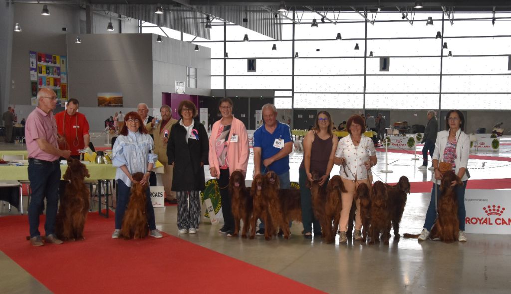 De L'anneau Du Kerry - EXPOS A CHALON EN CHAMPAGNE