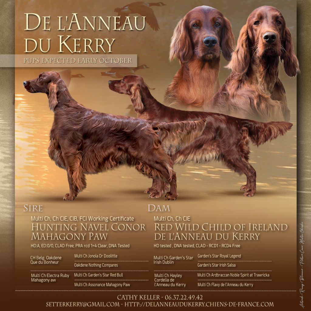 De L'anneau Du Kerry - BIENTOT DES CHIOTS ! 