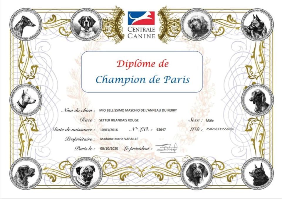De L'anneau Du Kerry - MASCHIO CHAMPION DE PARIS !