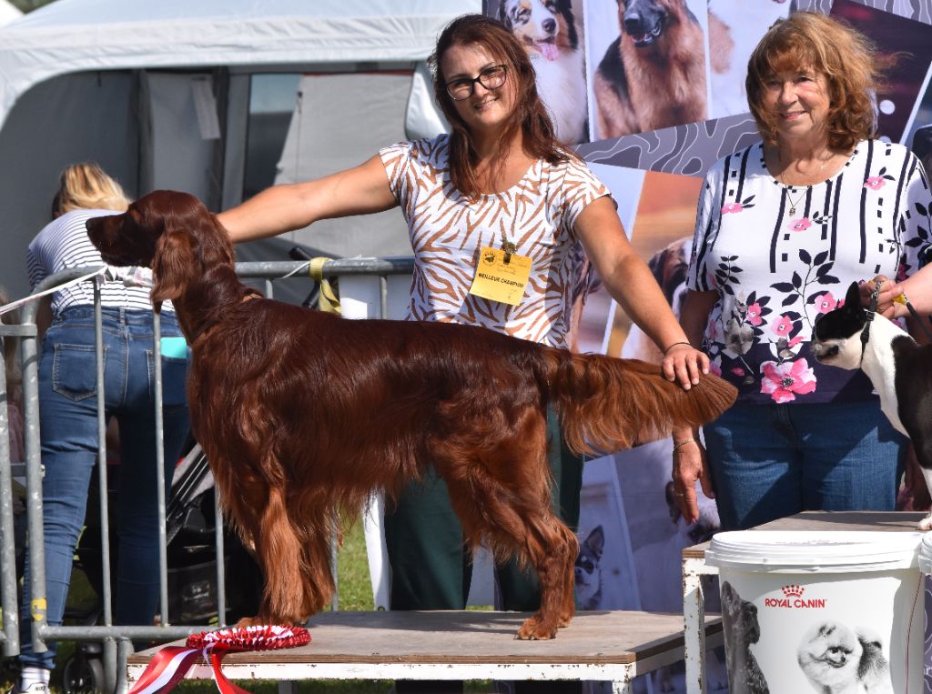 De L'anneau Du Kerry - EXPO QUIBERVILLE