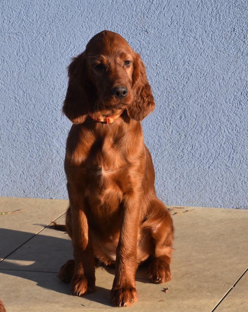 Victorious  maeve De L'anneau Du Kerry