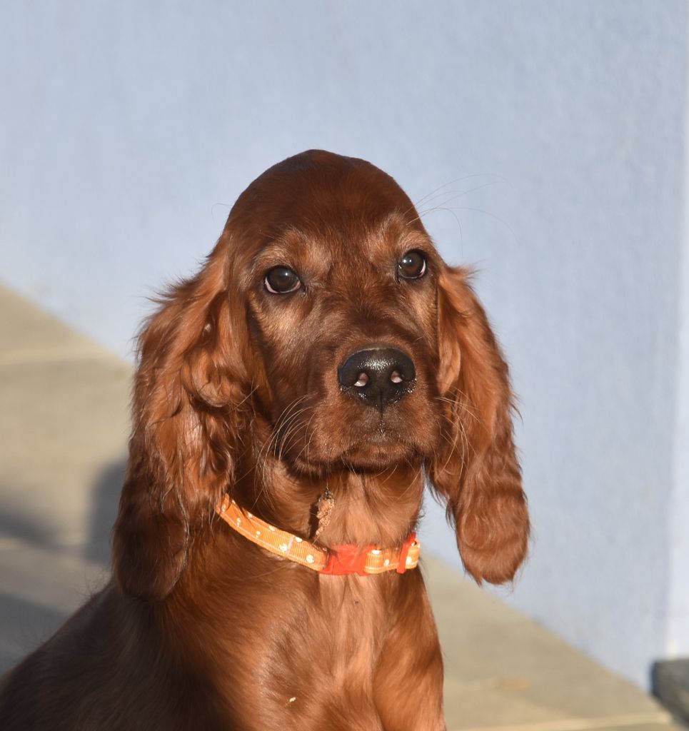 Victorious  maeve De L'anneau Du Kerry