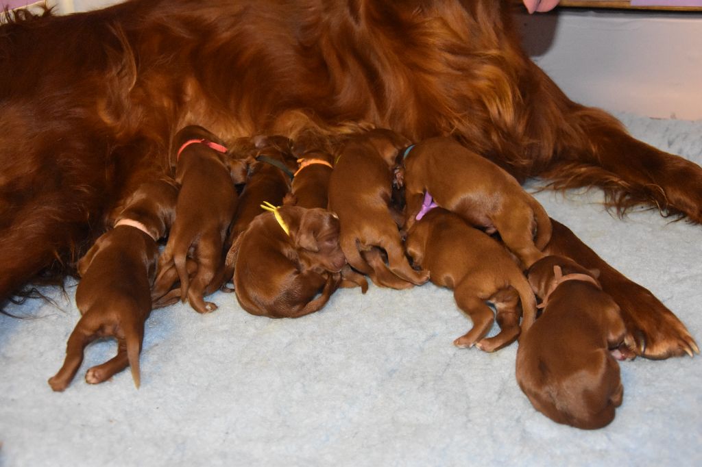 chiot Setter irlandais rouge De L'anneau Du Kerry