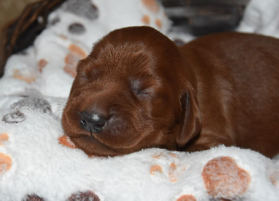 CHIOT collier jaune