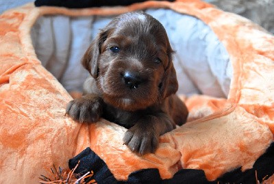 CHIOT collier jaune