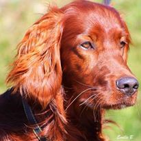Jessy hunter De L'anneau Du Kerry