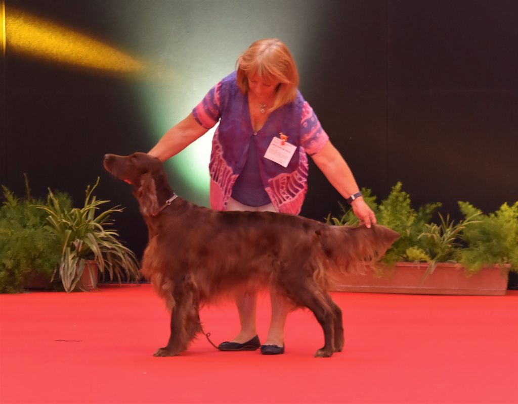 CH. Joeva amber De L'anneau Du Kerry