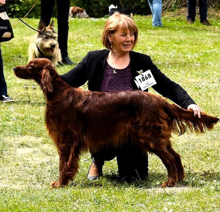 CH. Hayley cordélia De L'anneau Du Kerry