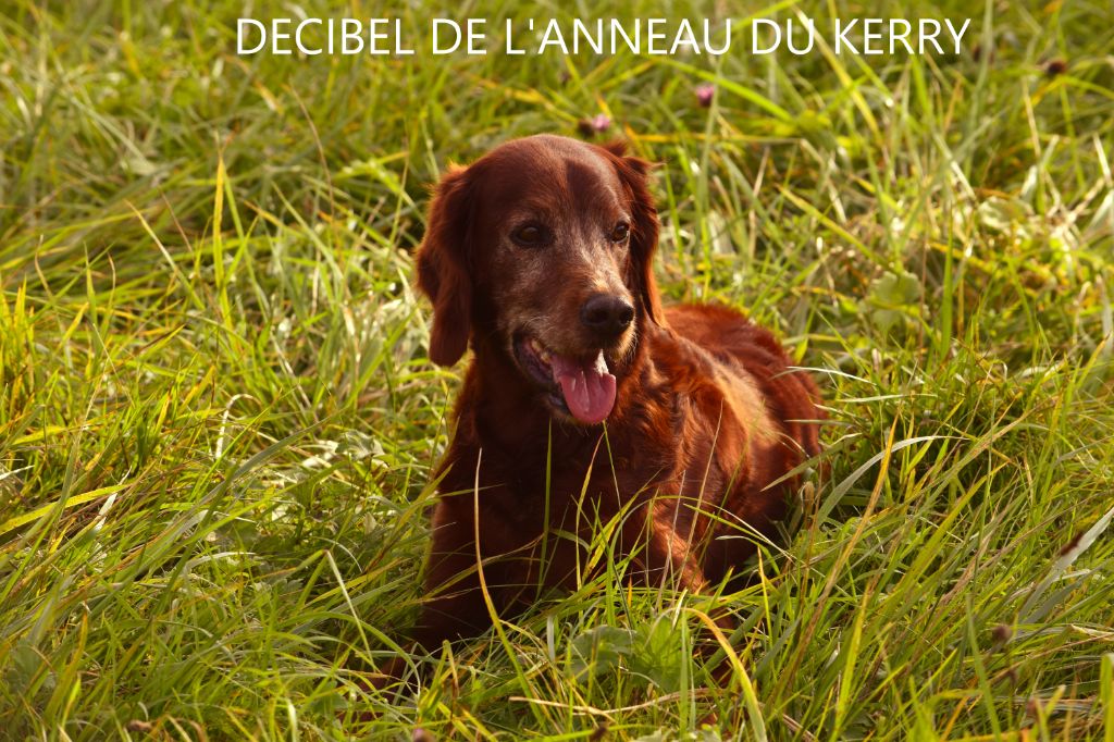 Décibel De L'anneau Du Kerry