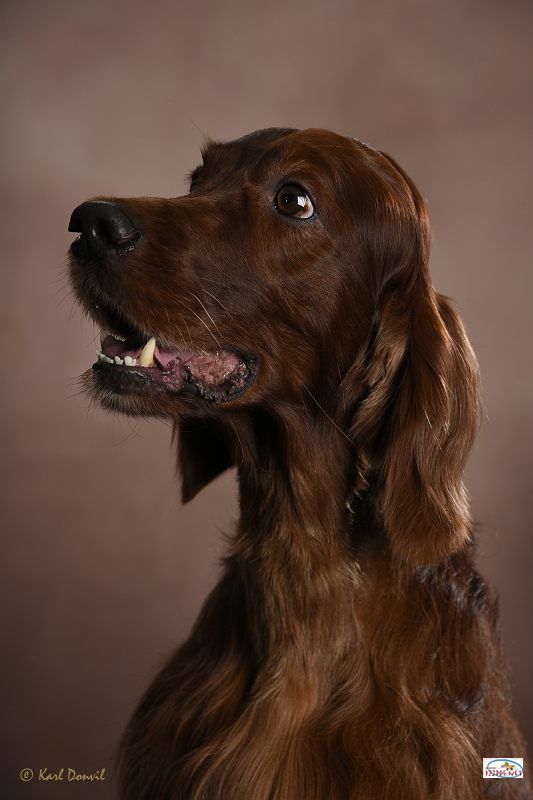 CH. Mio bellissimo maschio De L'anneau Du Kerry