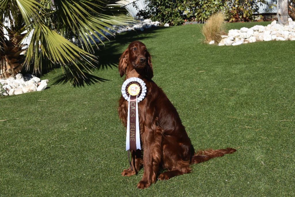 CH. U're kaitlyn meadows fairy De L'anneau Du Kerry