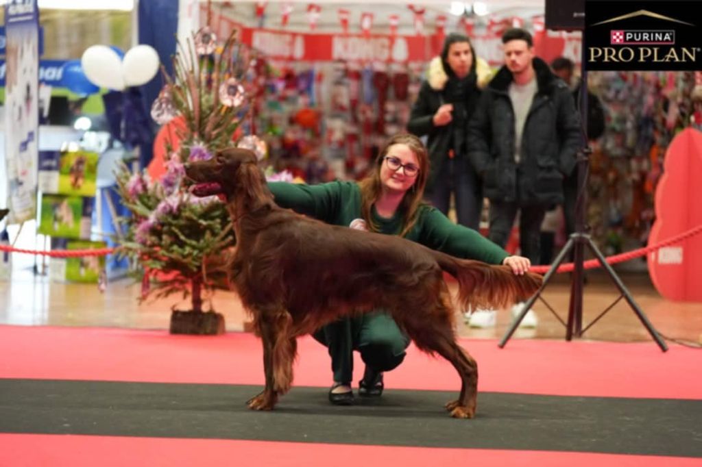 Suo dolce figlio De L'anneau Du Kerry