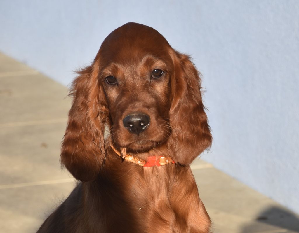 Victorious maeve De L'anneau Du Kerry
