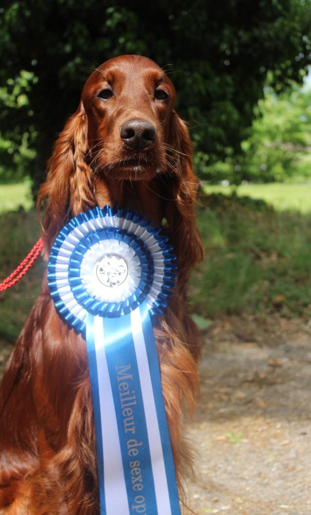 U're ace De L'anneau Du Kerry