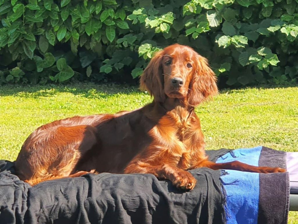 V'eileen alya elfy  De L'anneau Du Kerry