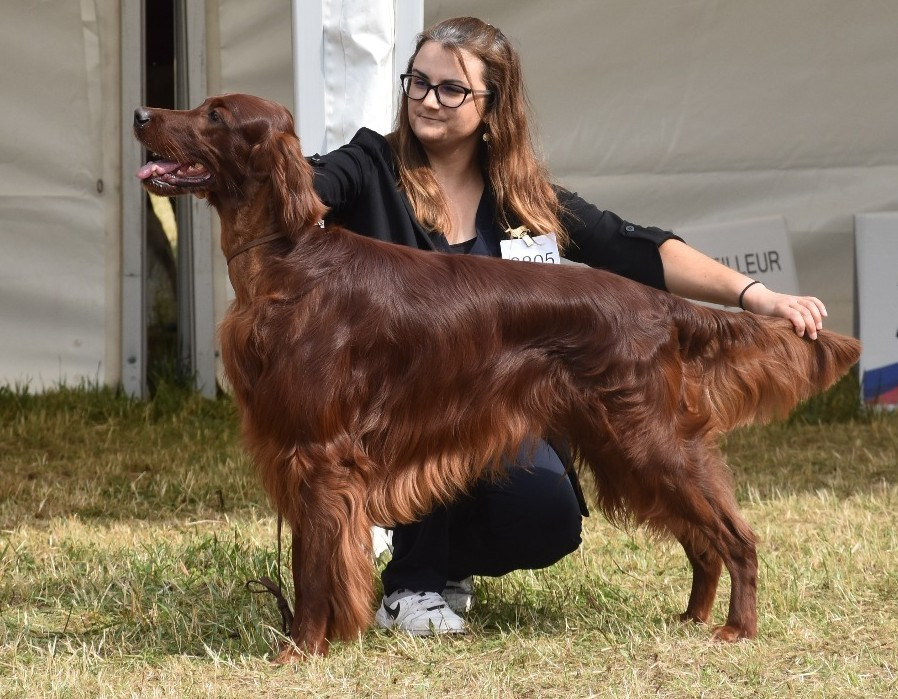 Suo Dolce Figlio De L'anneau Du Kerry