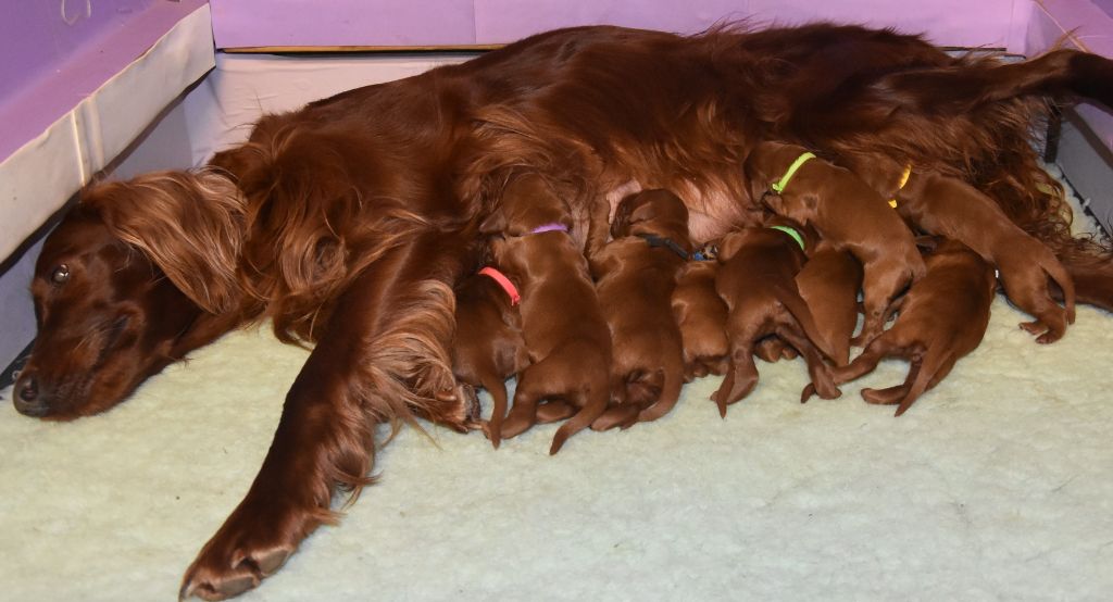 De L'anneau Du Kerry - LES CHIOTS A DIMPLE SONT NES !