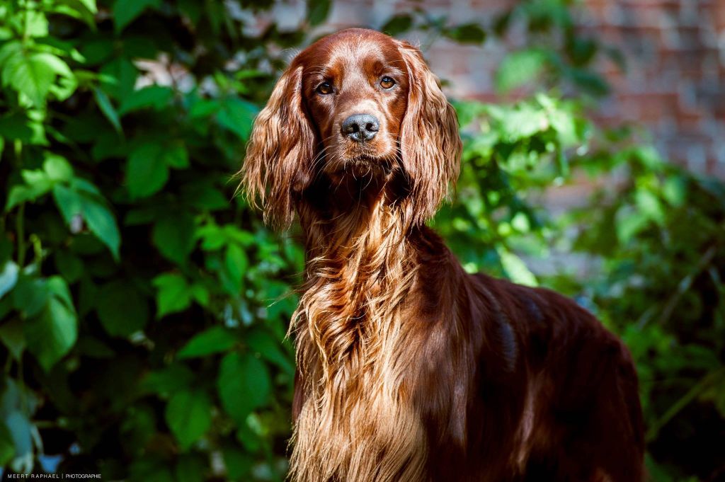De L'anneau Du Kerry - HAPPY BIRTHAY !