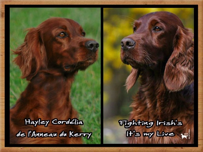 De L'anneau Du Kerry - DANS 1 MOIS DES BB !