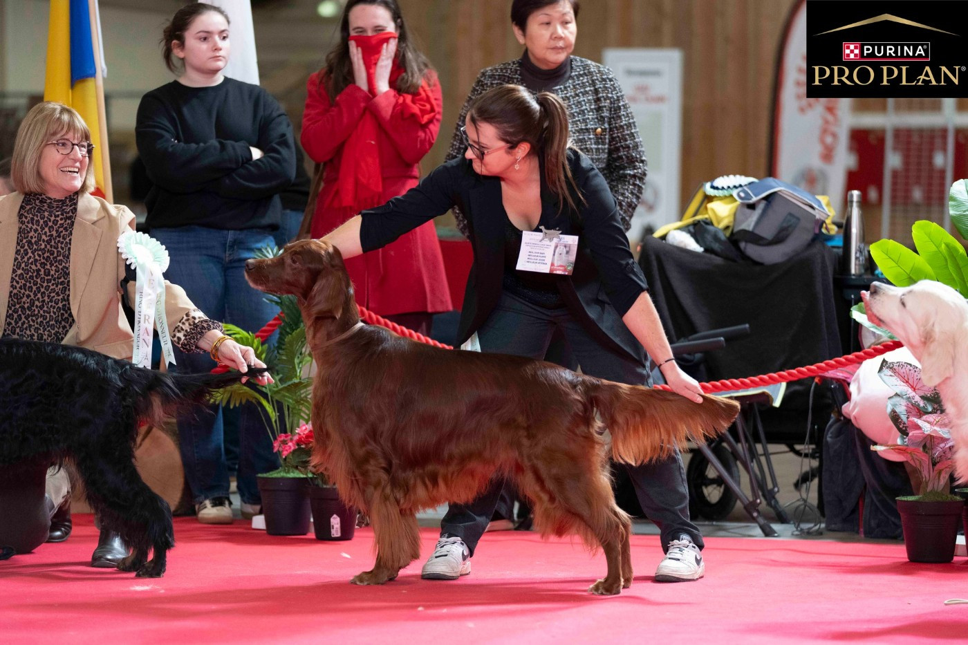 PARIS DOG SHOW