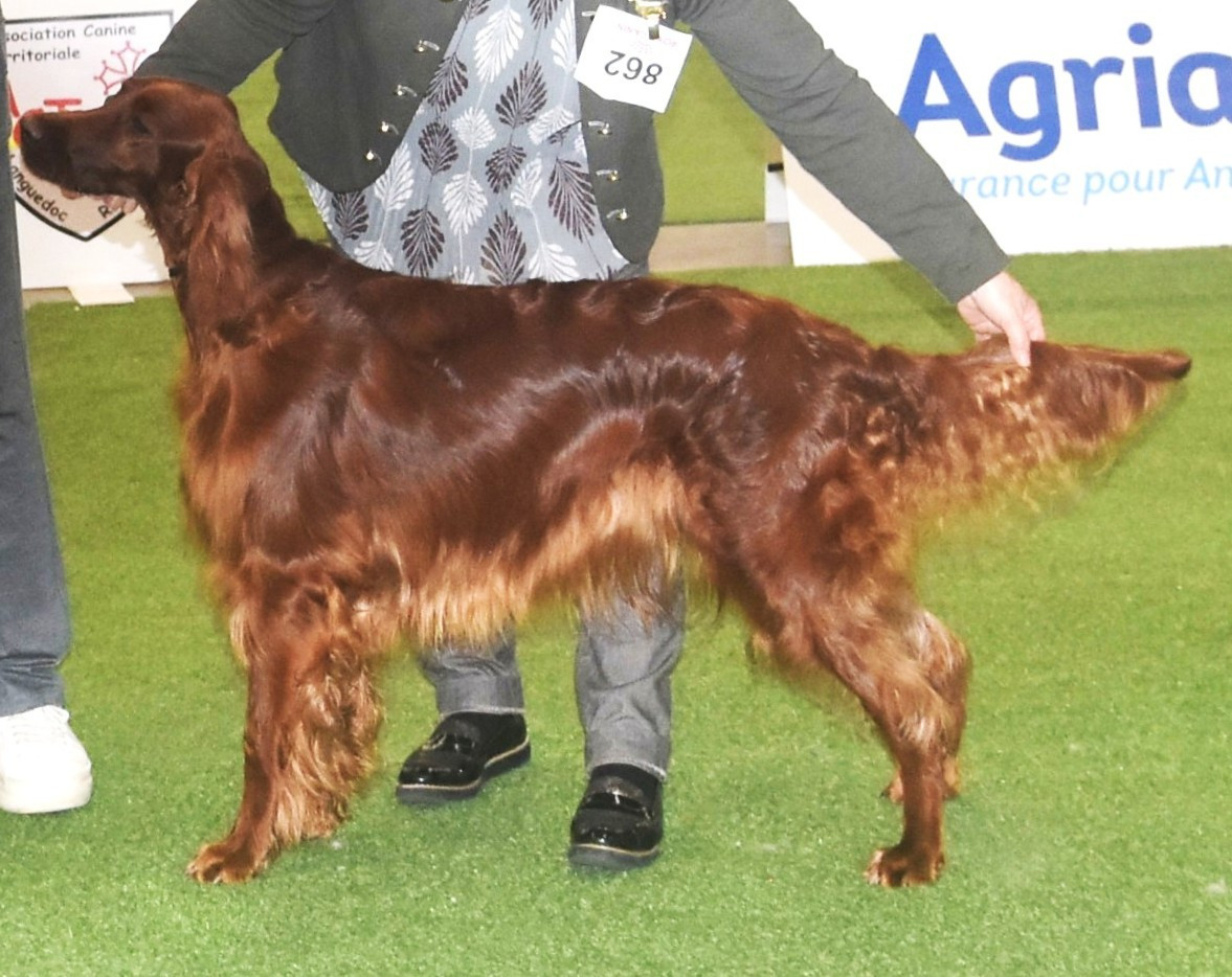 PERPIGNAN CACIB 18/1/2026