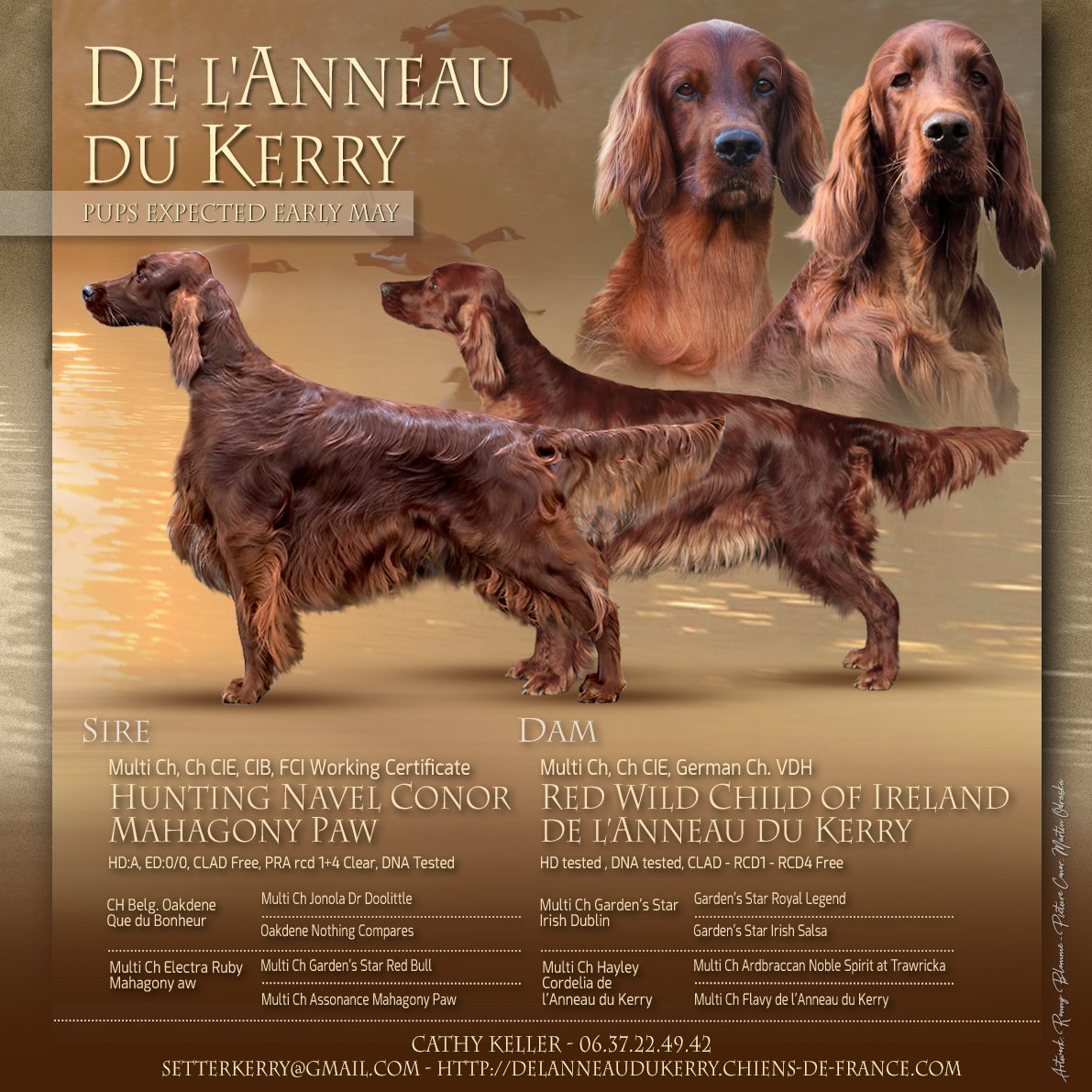 IRELAND ATTEND DES BEBES