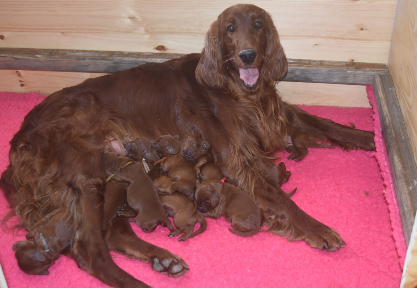 BIENVENUE AUX BEBES
