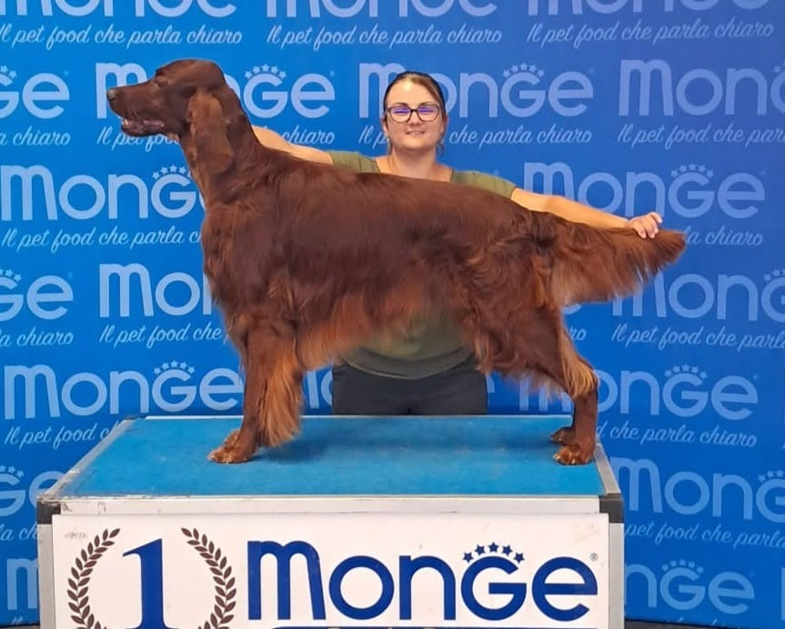 FLANDERS DOG SHOW