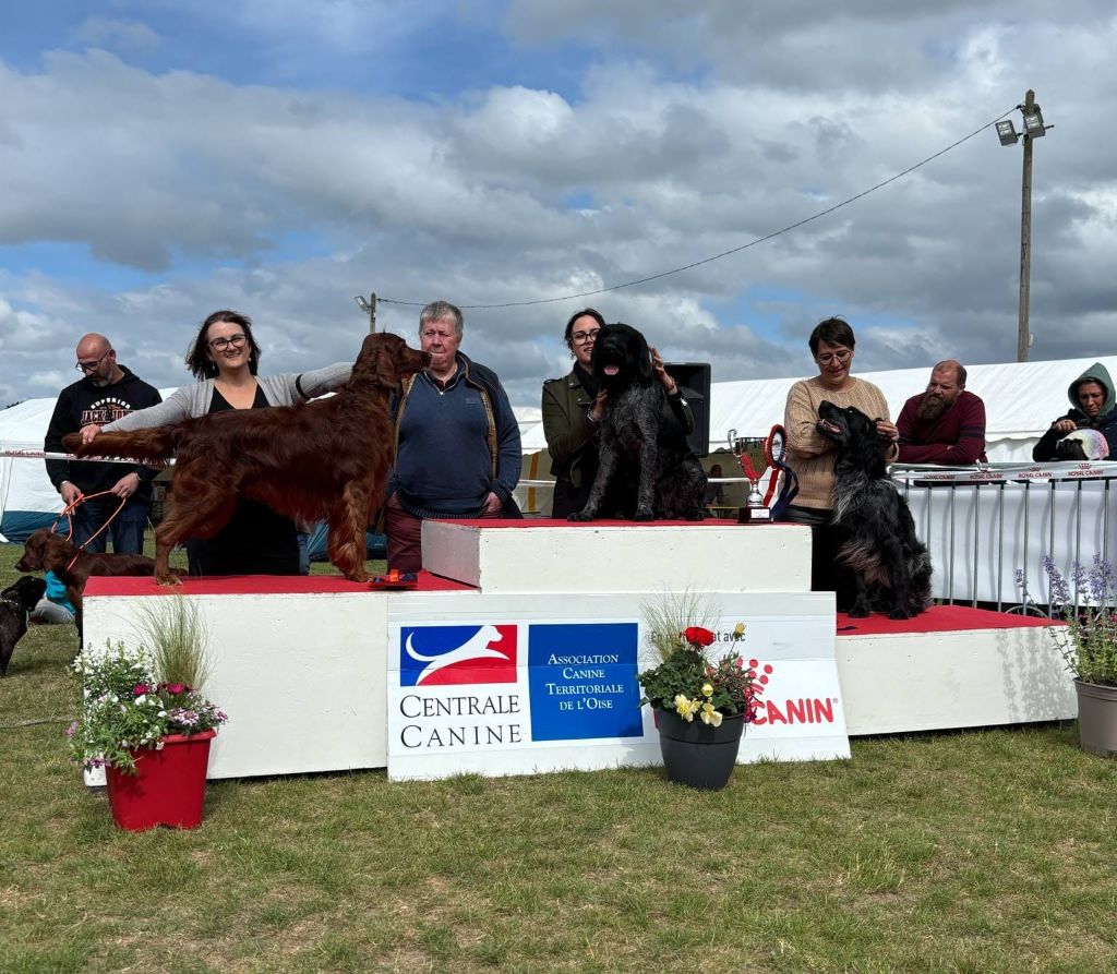 De L'anneau Du Kerry - EXPO A AGNETZ
