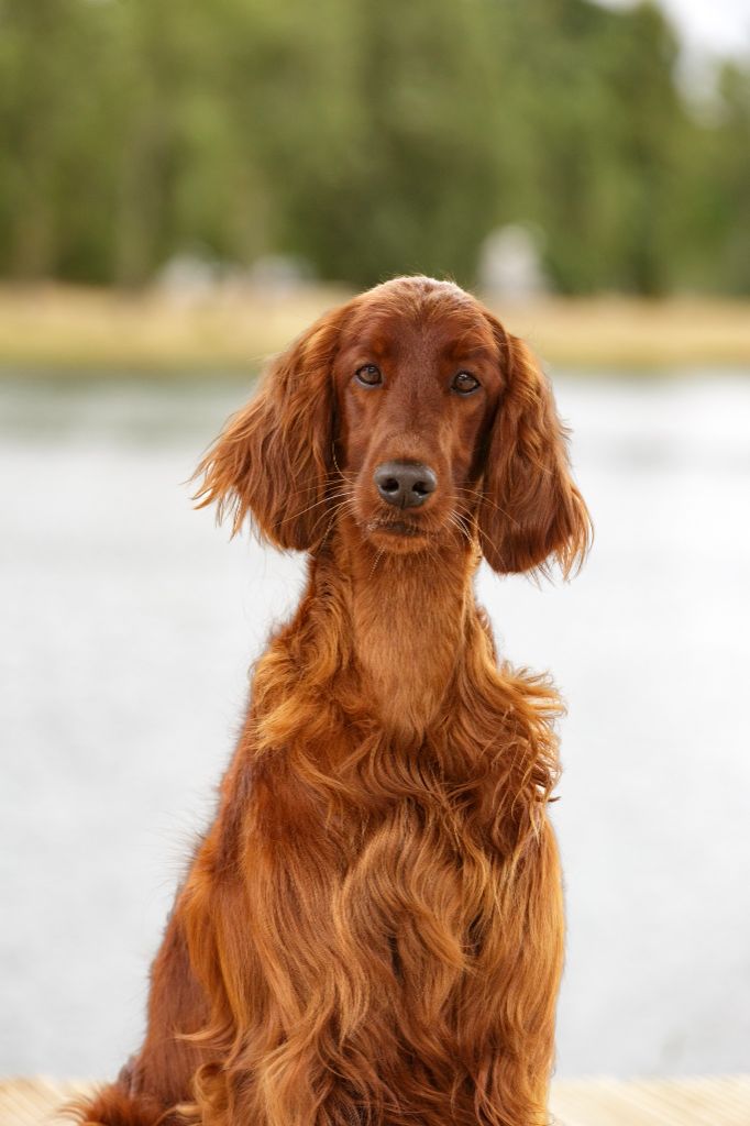 De L'anneau Du Kerry - Kaitlyn est championne internationale !