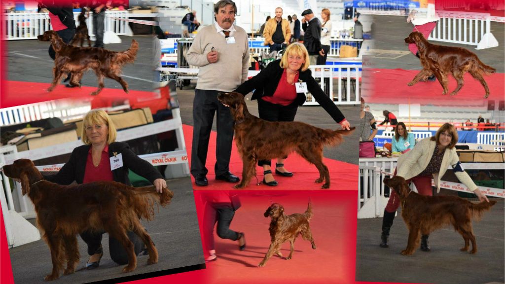 De L'anneau Du Kerry - EXPO DANS LE POITOU