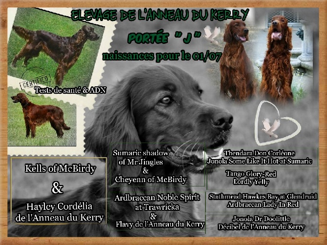 De L'anneau Du Kerry - BIENTOT DES BB