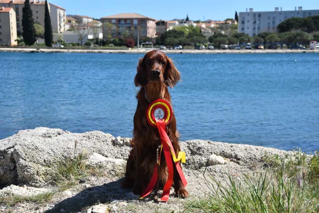 De L'anneau Du Kerry - 2 EXPOS A MARTIGUES