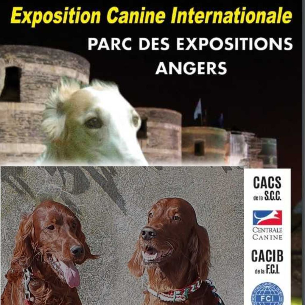De L'anneau Du Kerry - EXPOS ANGERS