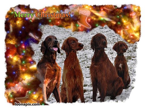 De L'anneau Du Kerry - JOYEUX NOEL !!!