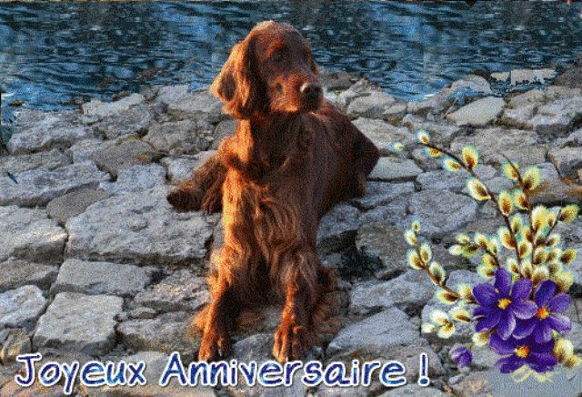 De L'anneau Du Kerry - HAPPY BIRTHDAY !!!