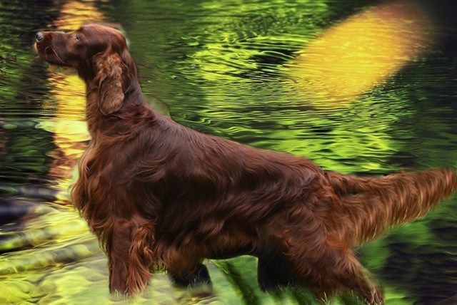 De L'anneau Du Kerry - Fighting Irish's It's my Life