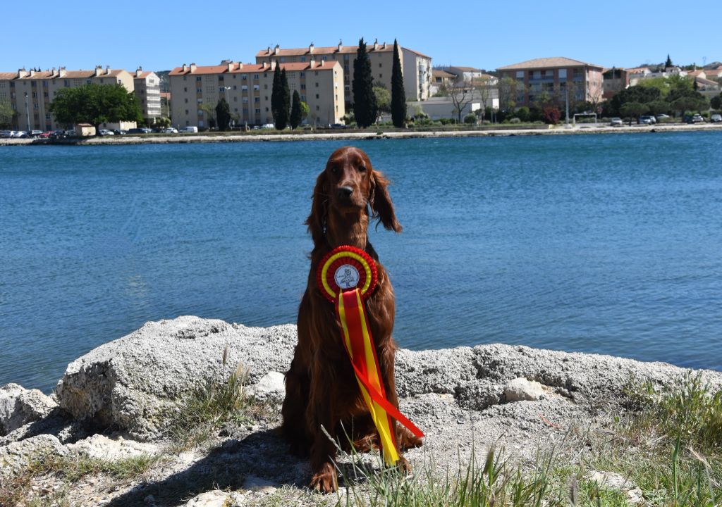 De L'anneau Du Kerry - EXPO INTERNATIONALE MARTIGUES