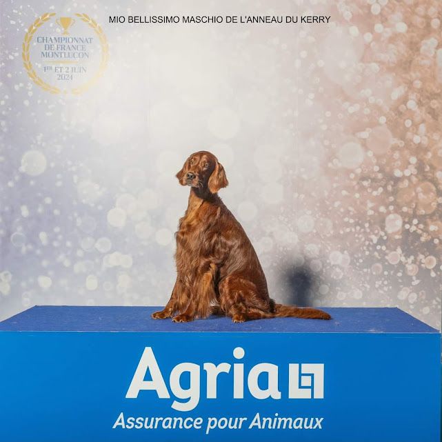 De L'anneau Du Kerry - CHÄMPIONNAT DE FRANCE