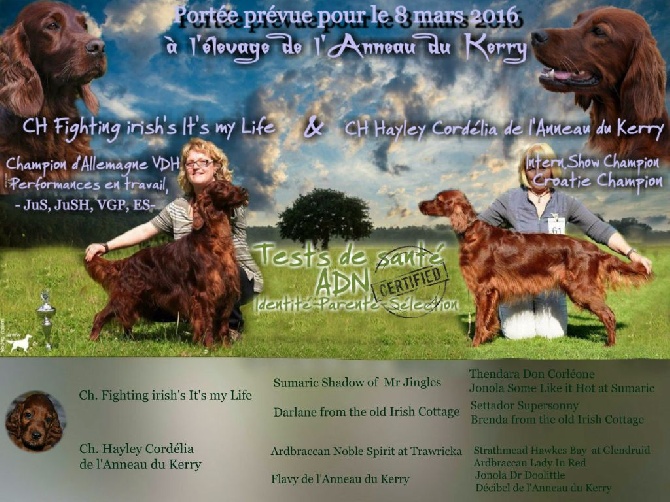 De L'anneau Du Kerry - Ils se sont dit WOUF ! WOUF !
