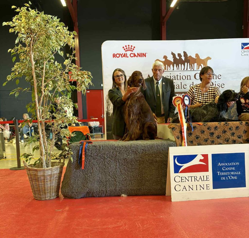 De L'anneau Du Kerry - EXPO A COMPIEGNE