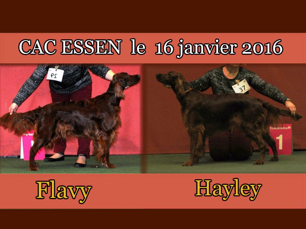 De L'anneau Du Kerry - EXPOSITION EN ALLEMAGNE