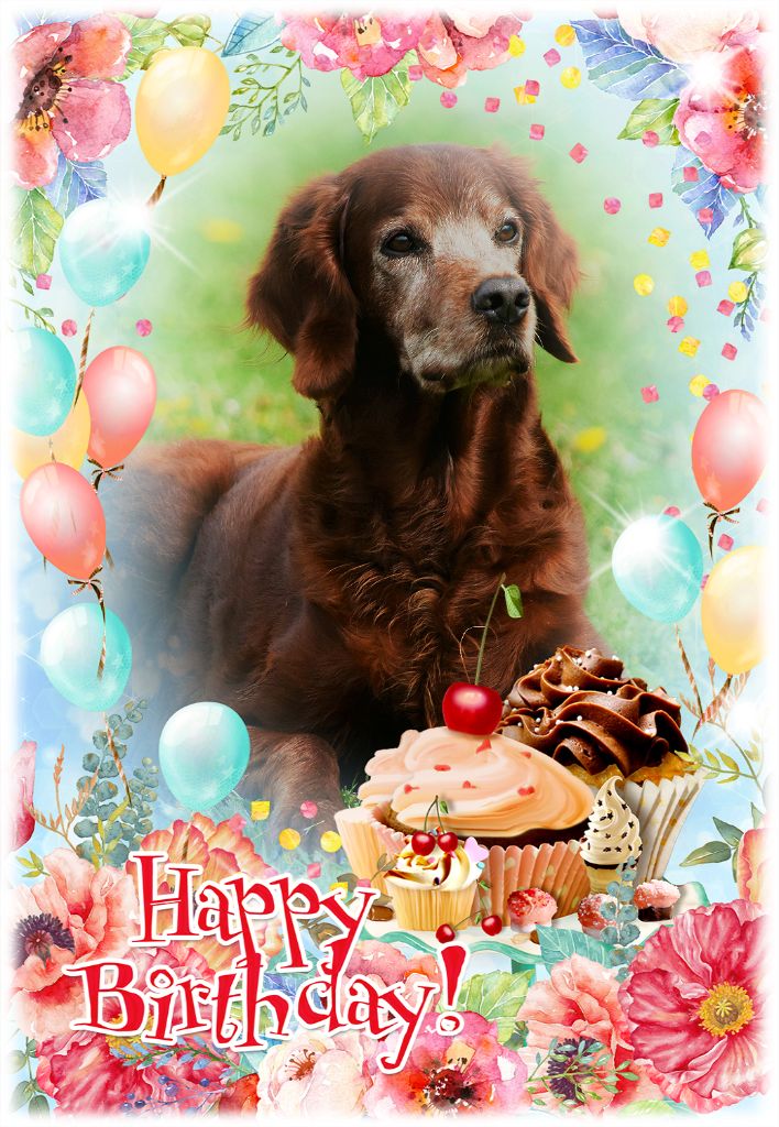 De L'anneau Du Kerry - HAPPY BIRTHDAY