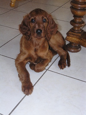 De L'anneau Du Kerry - PETIT COUCOU DES CHIOTS