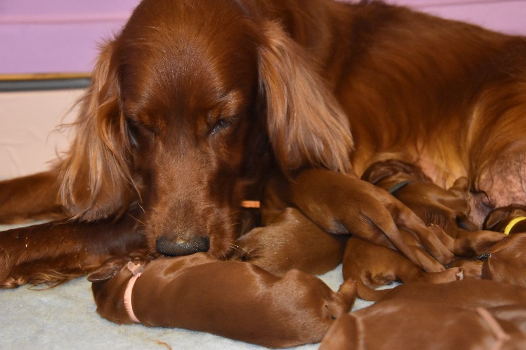 De L'anneau Du Kerry - LES CHIOTS "V" SONT NES