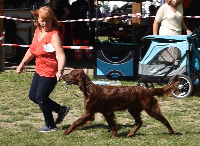 De L'anneau Du Kerry - EXPO EN ALLEMAGNE