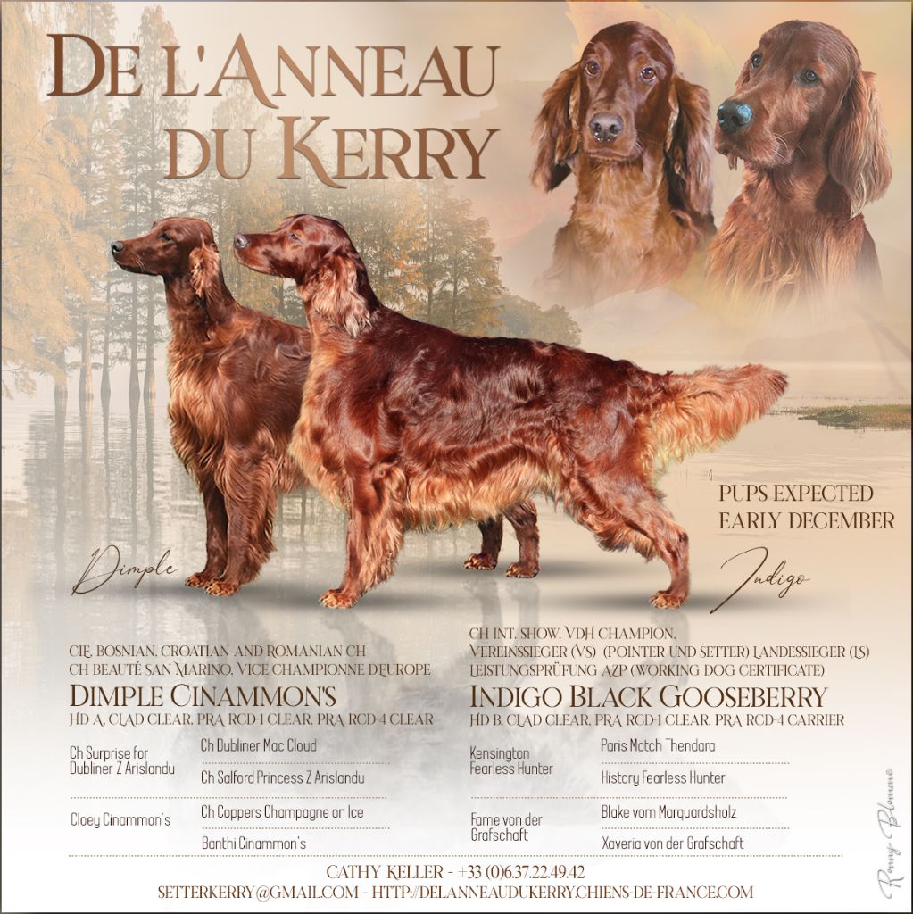 De L'anneau Du Kerry - DES CHIOTS DANS 3 SEMAINES