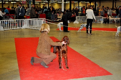 De L'anneau Du Kerry - EXPO VINCENNES 11/01/2014