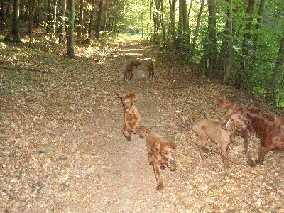 De L'anneau Du Kerry - 1ERE PROMENADE EN FORET
