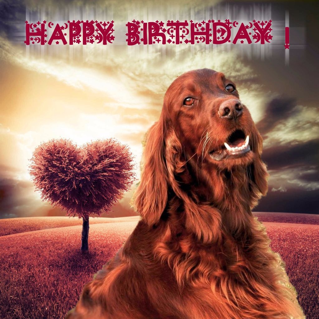 De L'anneau Du Kerry - HAPPY BIRTHDAY !